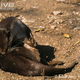 Illustration for article titled Monday Mustelid - Lutrogale perspicillata Edition